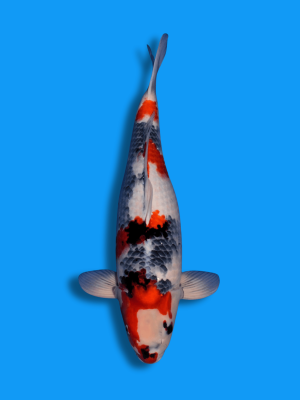 Kindai Showa | Koi&Co.